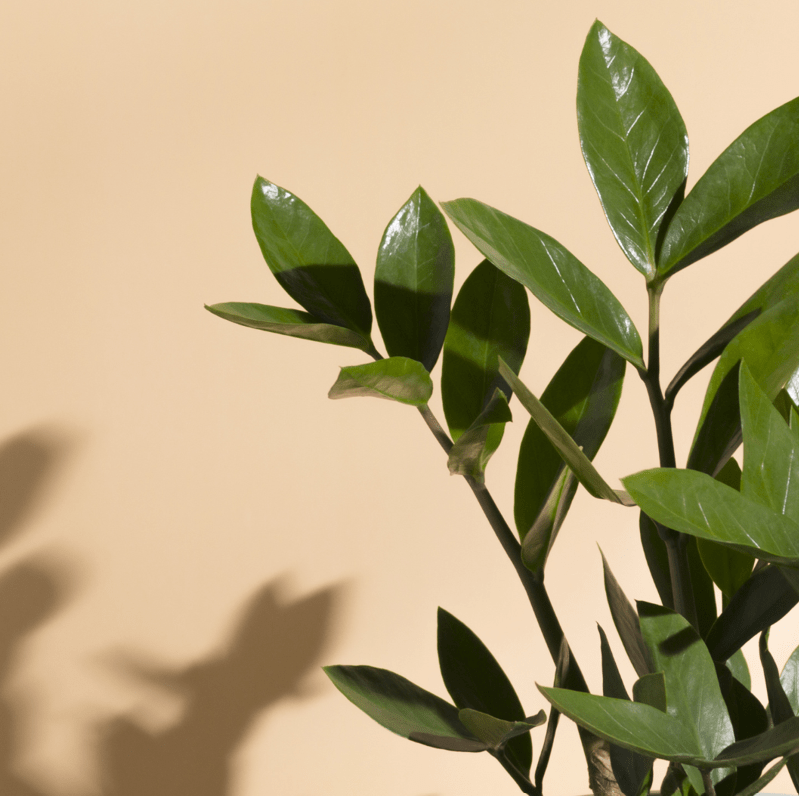 Indoor Plants Near Oak Park